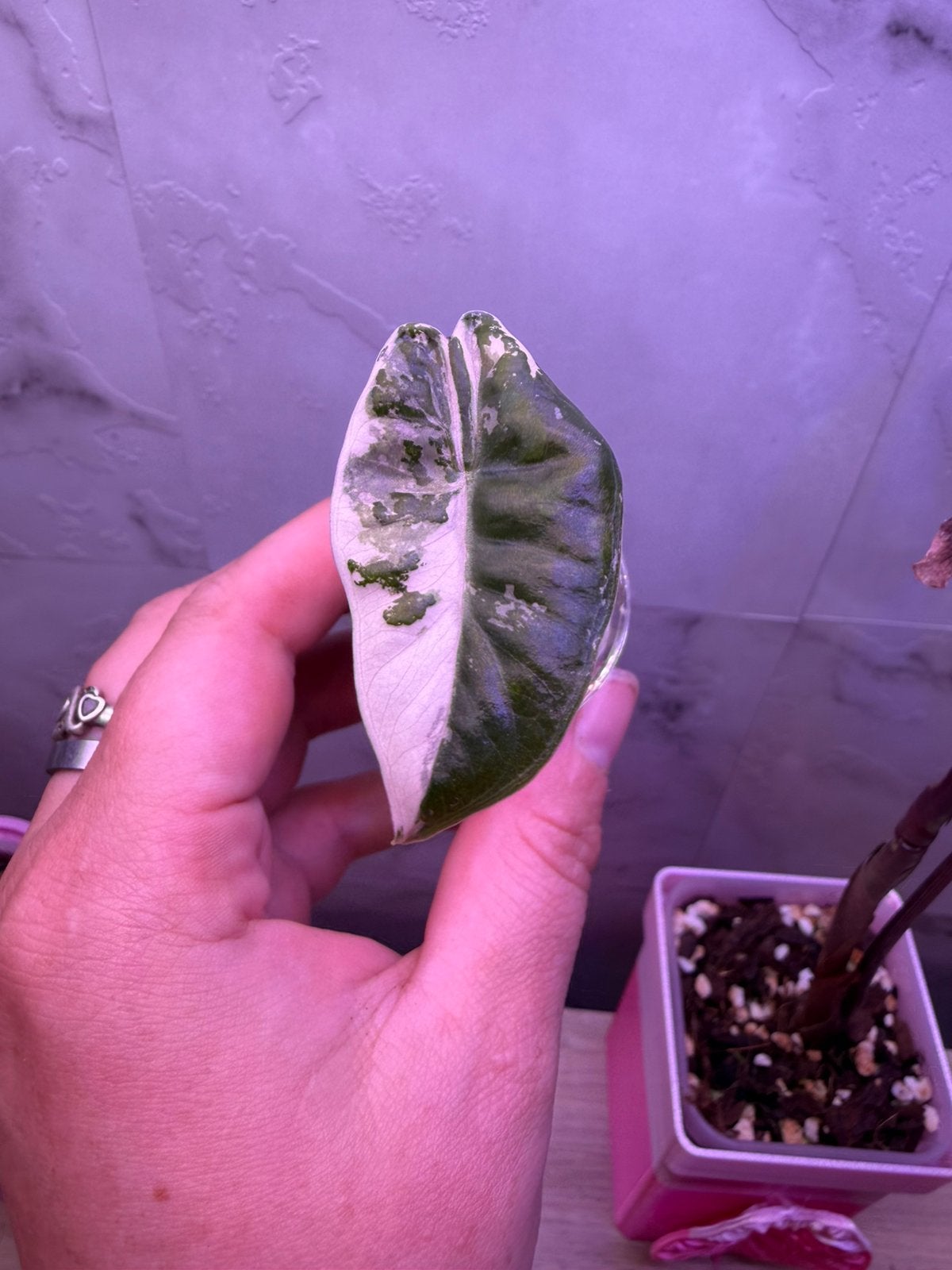 Alocasia pseudo Sanderiana pink variegata uit corm, Huis en Inrichting, Kamerplanten, Ophalen of Verzenden, Halfschaduw, Minder dan 100 cm