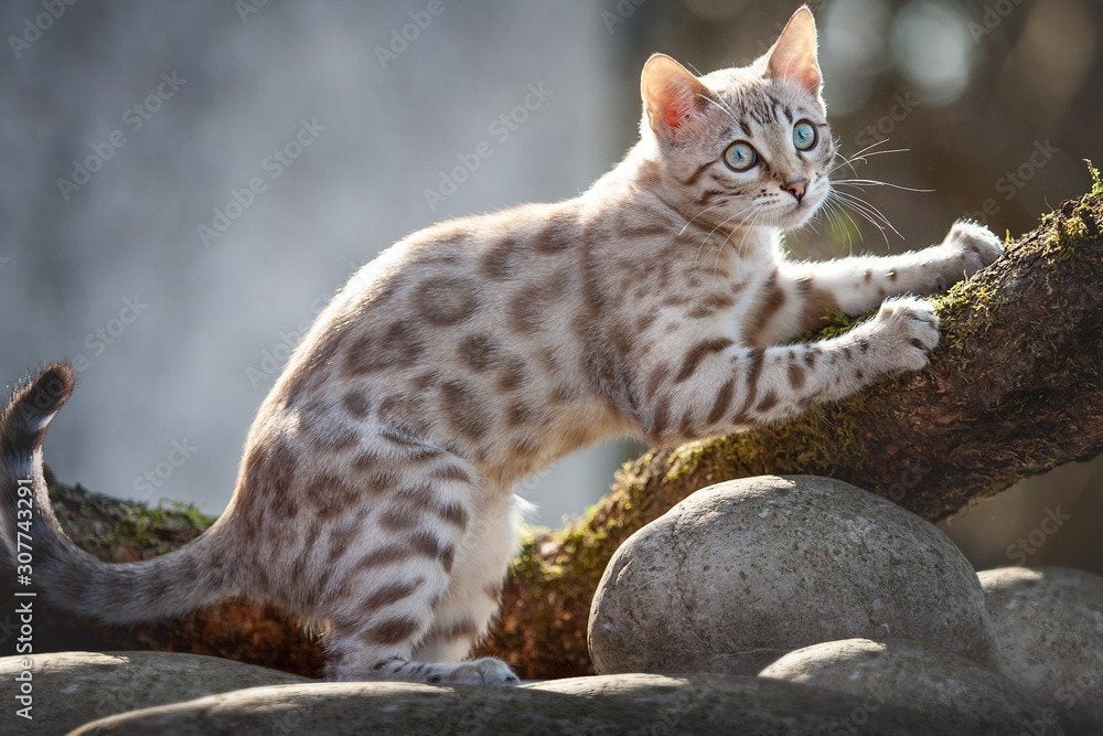 gezocht bengaal kitten poes, Dieren en Toebehoren, Poes, Met stamboom