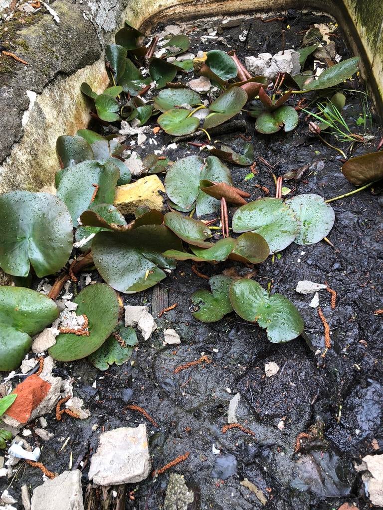 Waterlelies gratis, Ophalen, Overige soorten, Volle zon