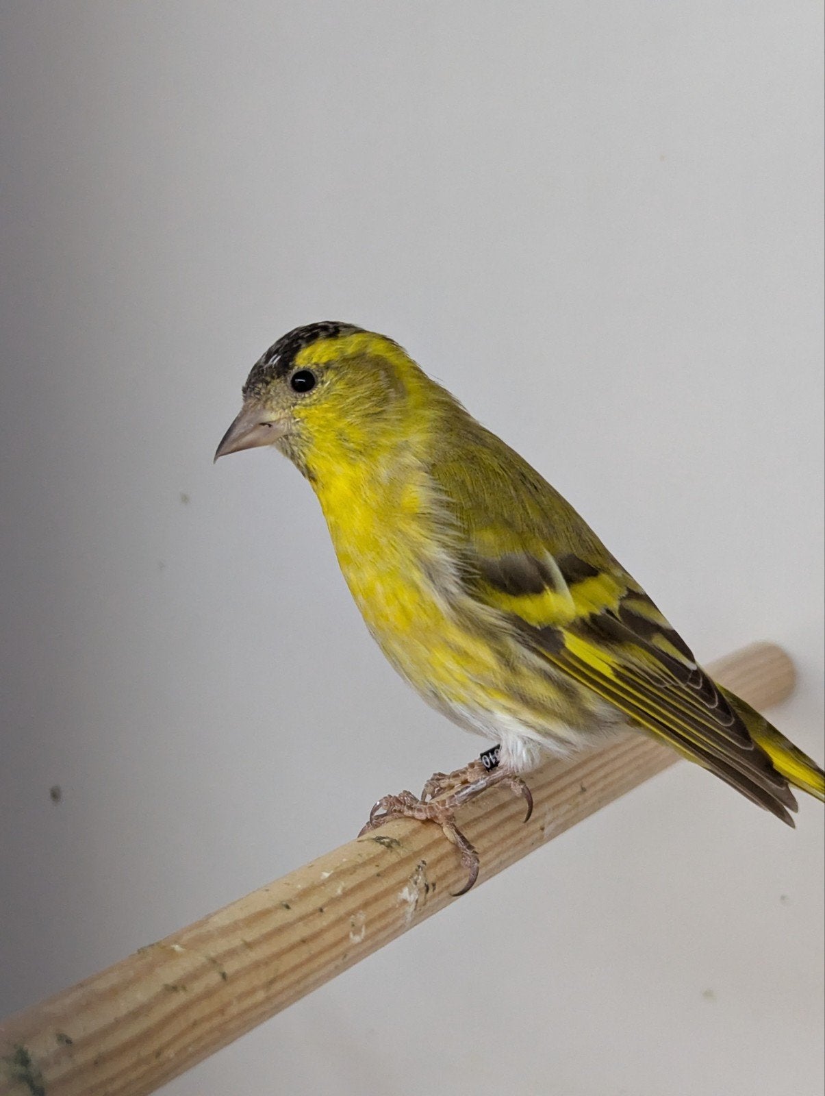 Europese Sijs man 2025 of ruilen tegen pop, Mannelijk, Wildzangvogel