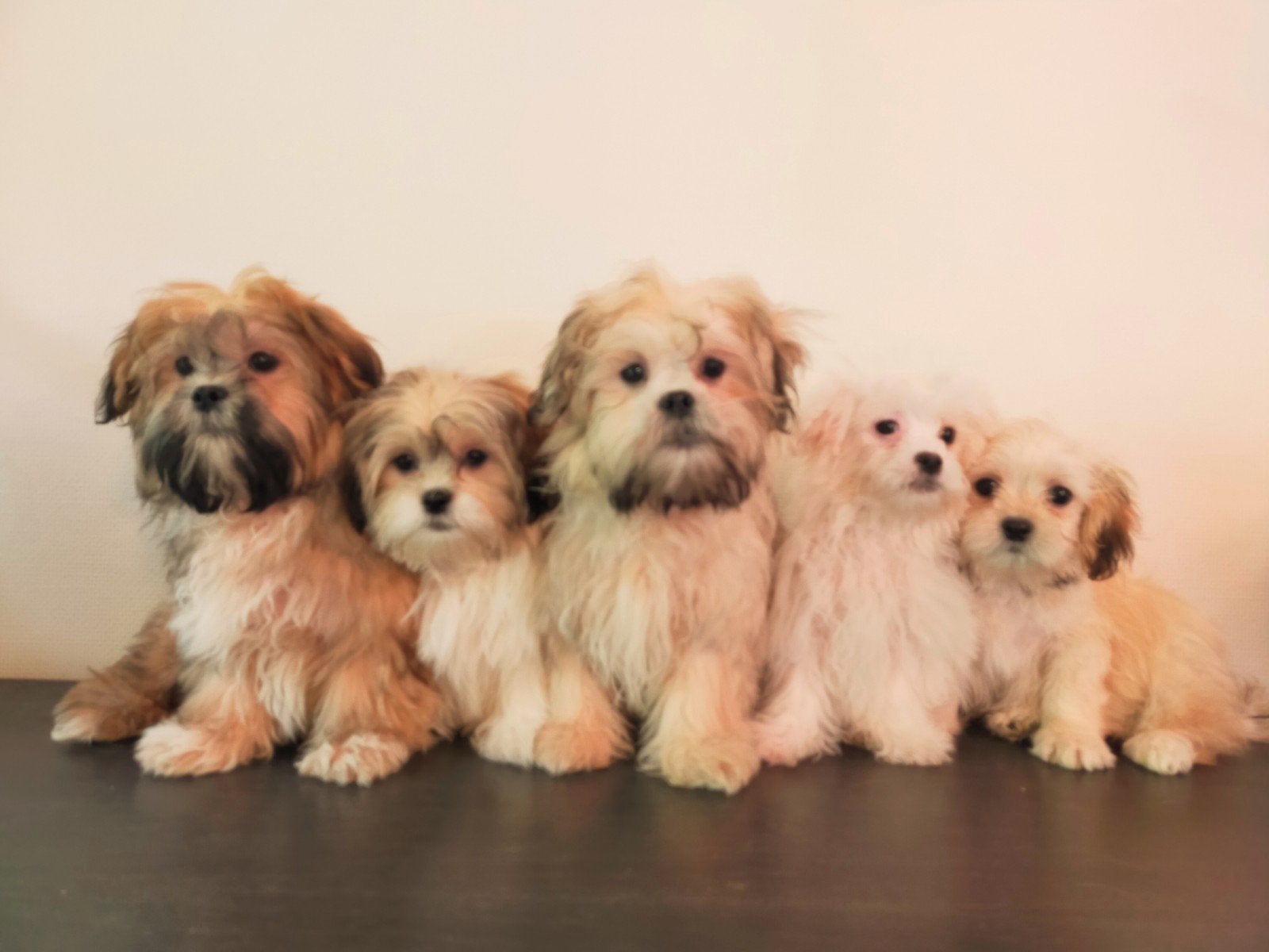 Leuke Boomer pups ShihTzu x Maltezer ️, Dieren en Toebehoren, Honden | Chihuahua's en Gezelschapshonden, Parvo, Nederland, Overige rassen