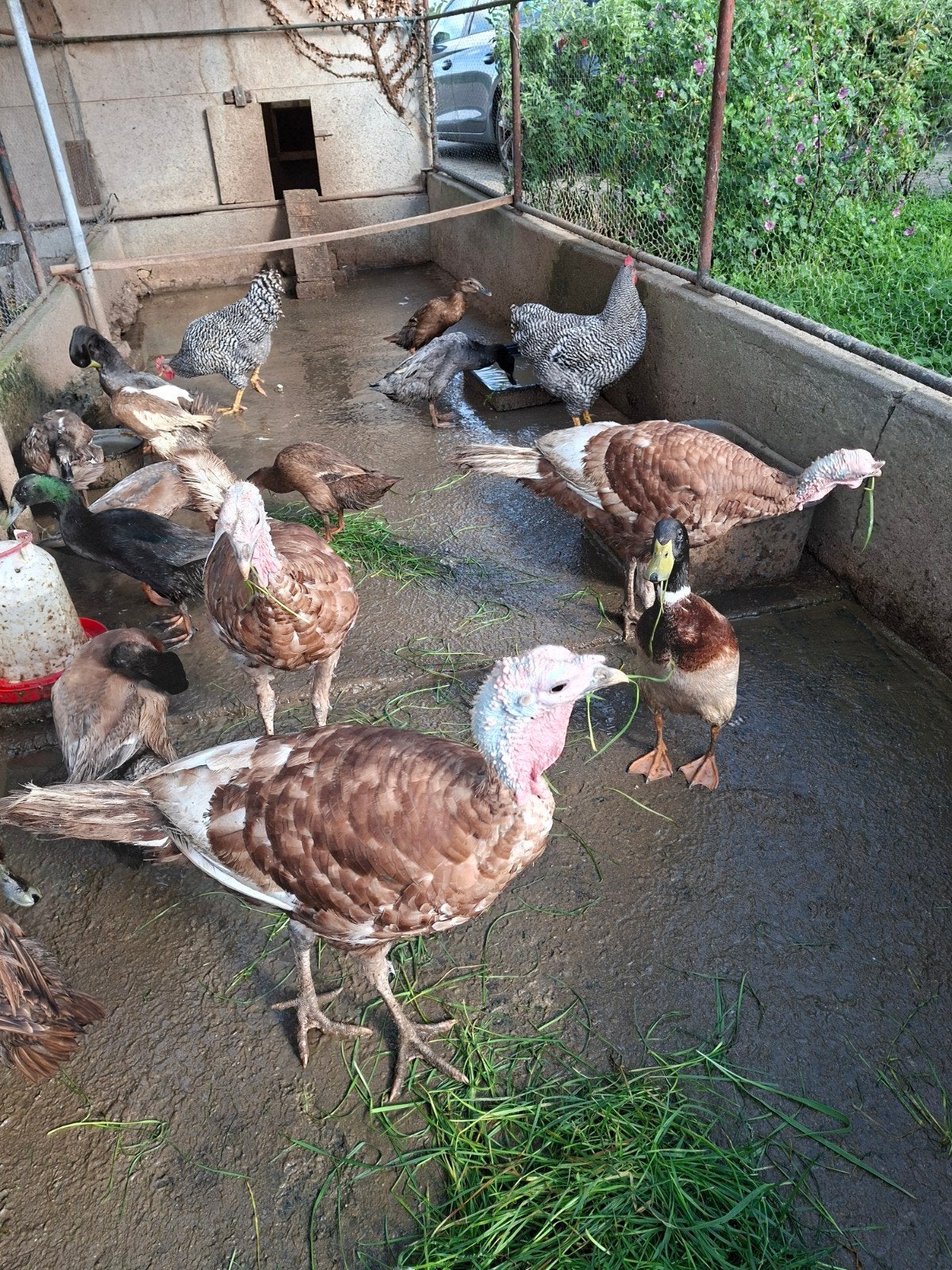 Rode Ardenner kalkoenen hanen, Dieren en Toebehoren, Mannelijk, Kalkoen