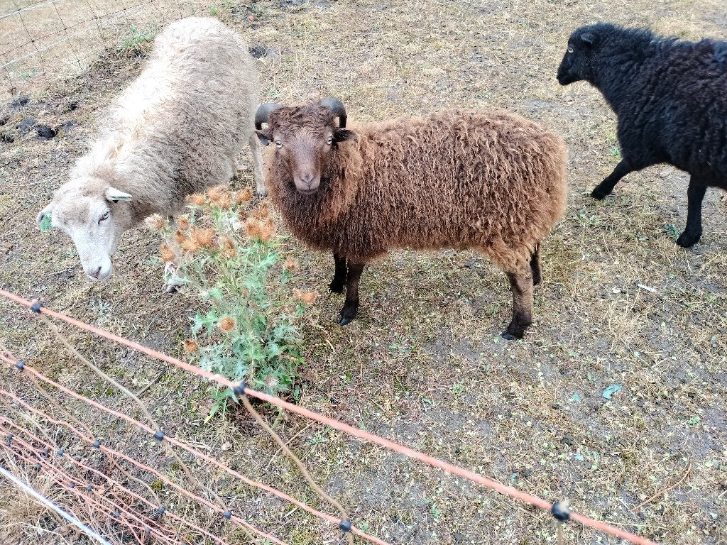 Oussant ram te koop, Dieren en Toebehoren, Mannelijk, Schaap, 0 tot 2 jaar