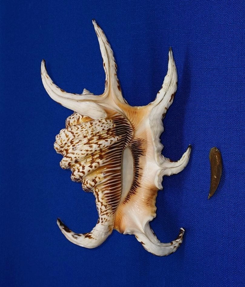 Schelpen, Harpago arthritica, Ophalen of Verzenden, Schelp(en)