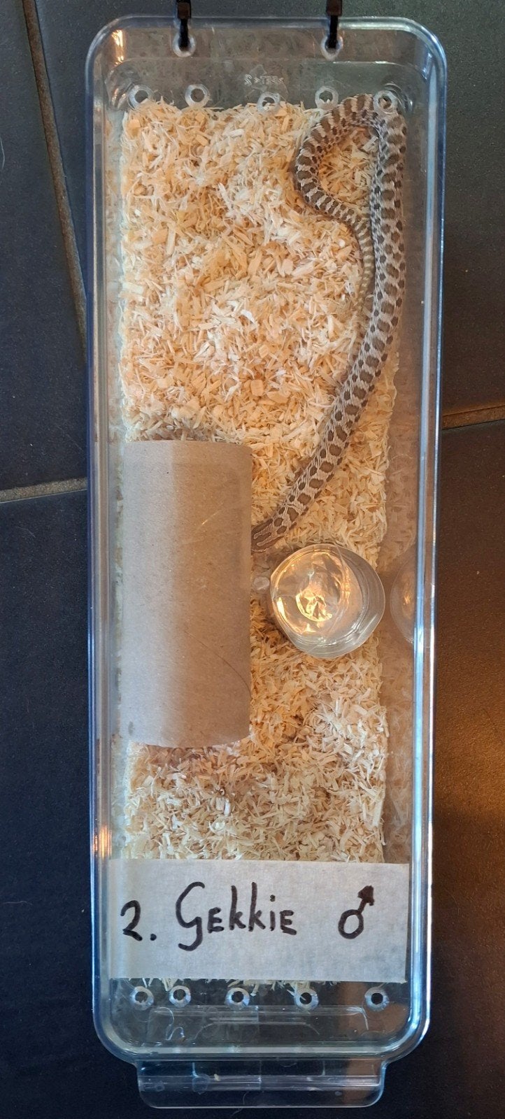 Haakneusslang baby, heterodon nasiscus, hognose. Wildkleur. Hognose Snake photo 3