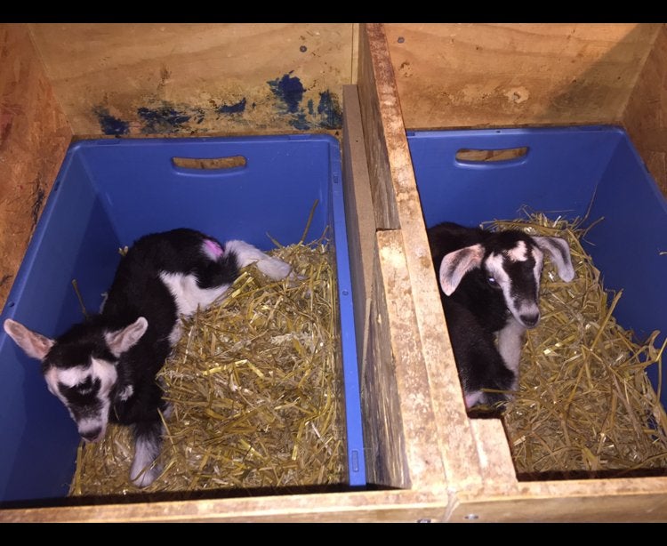 Opfokhokjes voor lammeren, Meerdere dieren, Geit