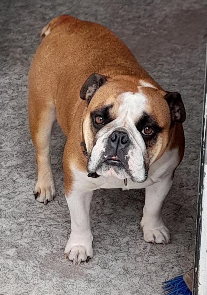 Te Koop     Prachtige pups, Parvo, 8 tot 15 weken, Bulldog, Meerdere