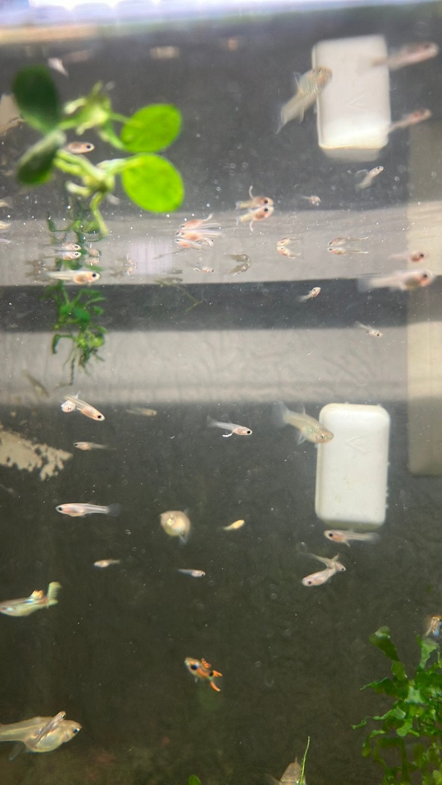 Baby Guppen 25x, Vis