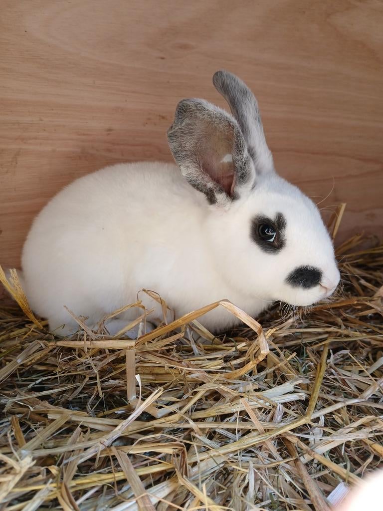 Mooie Rex ram, Dieren en Toebehoren, Konijnen, Mannelijk, Middelgroot, 0 tot 2 jaar