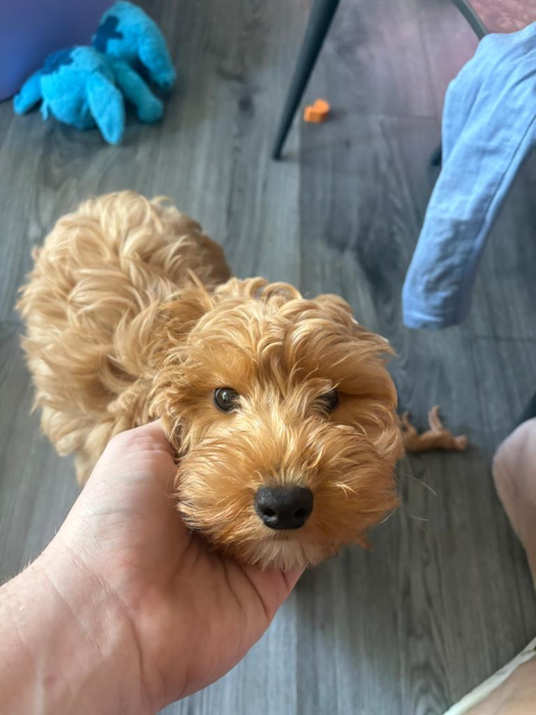 Poedel pup, Poedel, 15 weken tot 1 jaar, Teef, Parvo