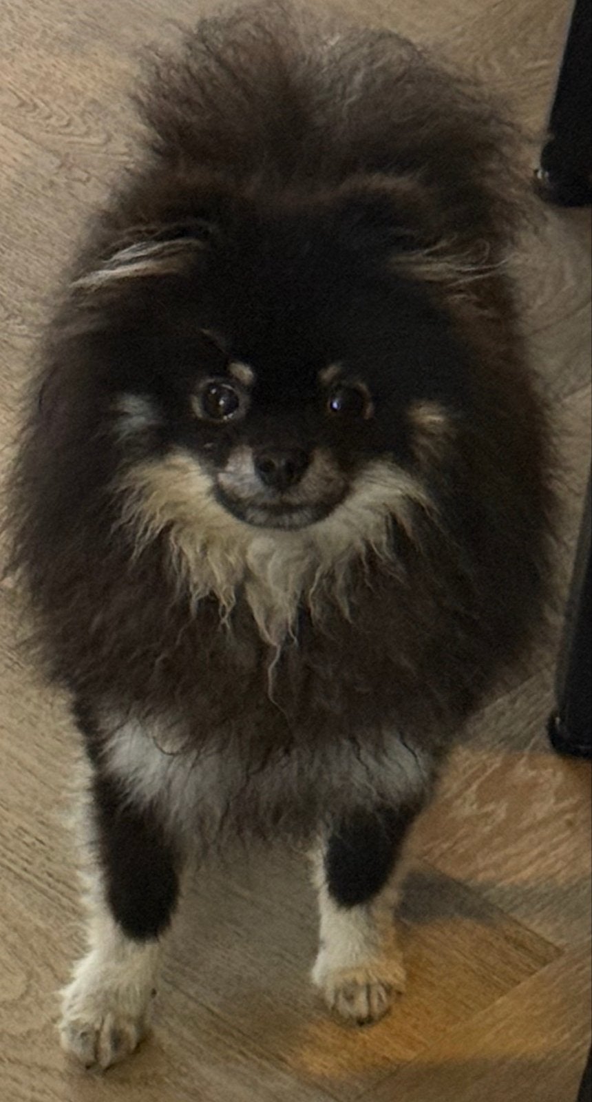 Pomeriaan / Dwergkees teacup mini black tan, Particulier, 1 tot 2 jaar, Buitenland, Teef