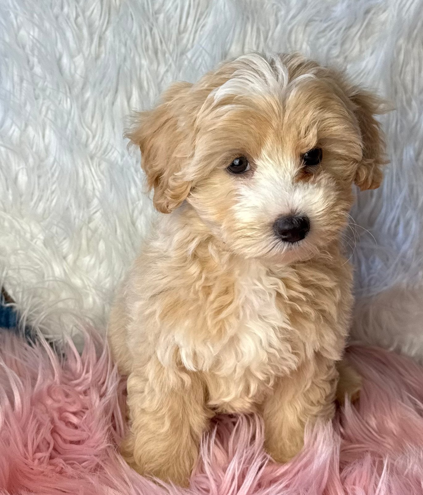 Maltipoo pups 1650€ hypo allergeen, Dieren en Toebehoren, Nederland, Parvo, Overige rassen, 8 tot 15 weken