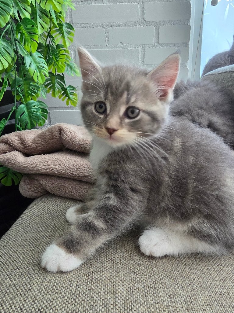 Britse korthaar, Kater, Met stamboom, 0 tot 2 jaar