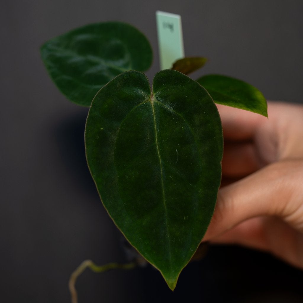 Anthurium Michelle x Papillilaminum zaailing #14, Overige soorten, Minder dan 100 cm, Groene kamerplant, Halfschaduw