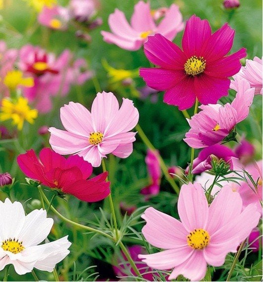 Cosmea [Cosmos] planten, bloeien hele zomer prachtig, BIO, Tuin en Terras, Planten | Tuinplanten, Volle zon, Eenjarig, Zomer, Ophalen