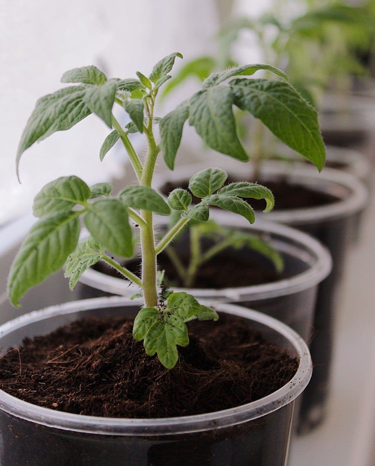 moestuinplanten  gezocht, Tuin en Terras, Planten | Tuinplanten, Ophalen, Volle zon, Eenjarig, Zomer
