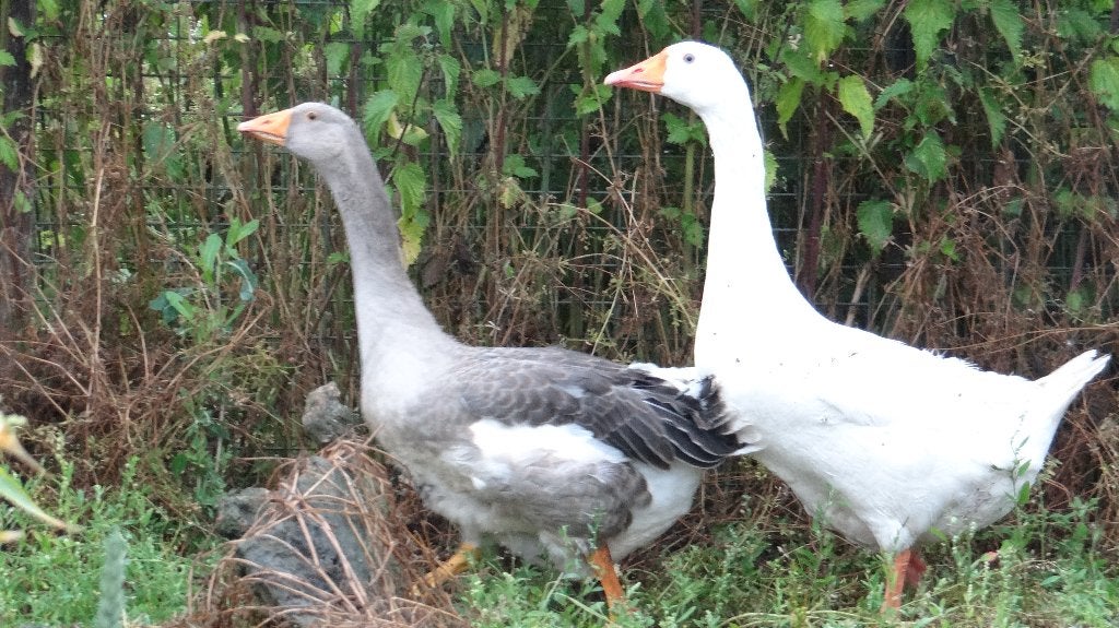 Boerenganzen | Passend advies, Dieren en Toebehoren, Pluimvee, Meerdere dieren, Gans of Zwaan