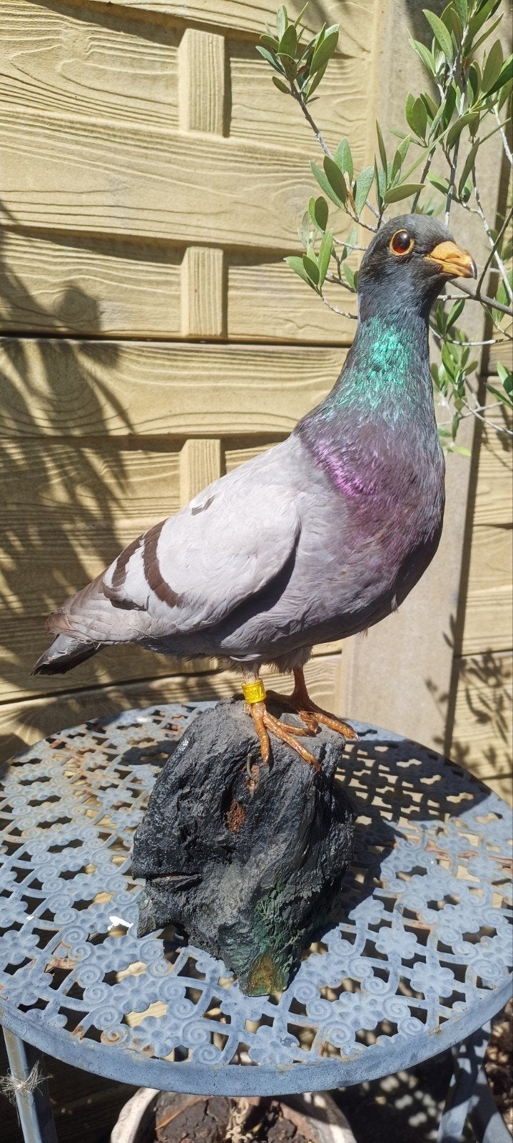 taxidermie opgezet vogel duif, Ophalen of Verzenden, Zo goed als nieuw, Vogel, Opgezet dier