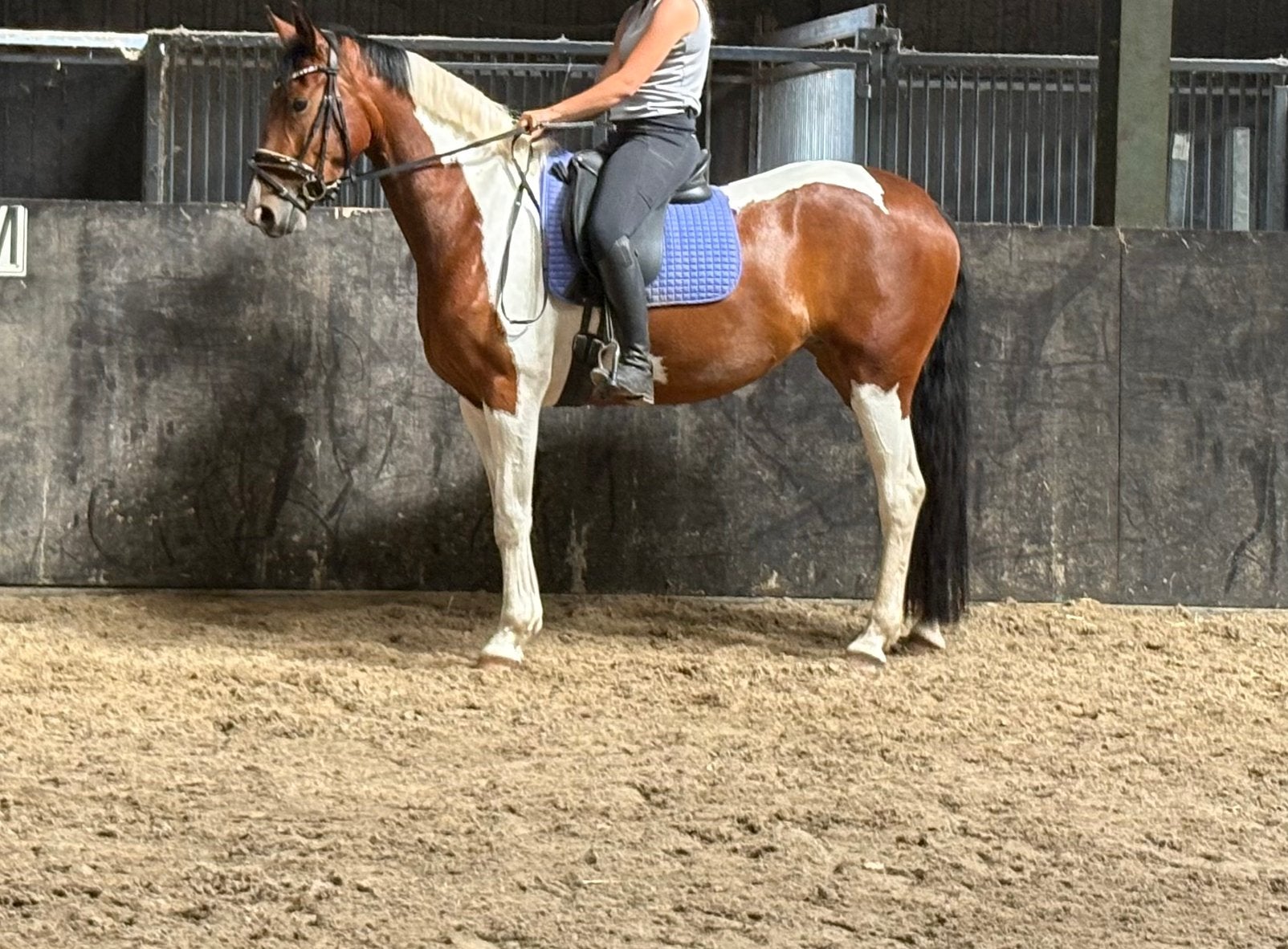 Mooie 4 jarige (fok)merrie zadelmak en 3 jarige ruin, Dieren en Toebehoren, Paarden, Merrie, Dressuurpaard, Zadelmak, 3 tot 6 jaar