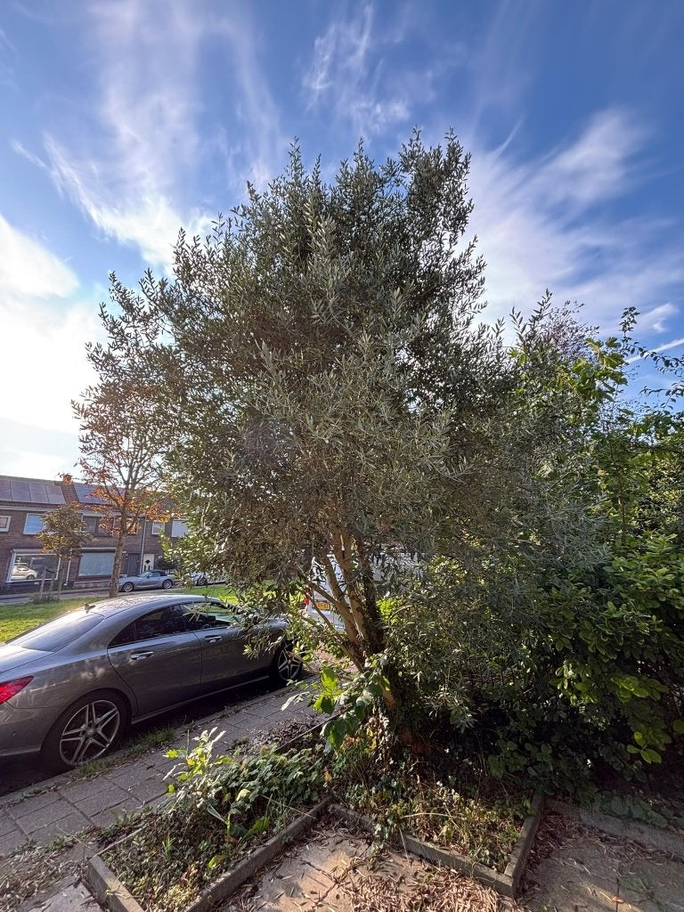 gratis Olijfboom groot 5 meter +/-, Tuin en Terras, Bloeit niet, Olijfboom, 400 cm of meer, Ophalen