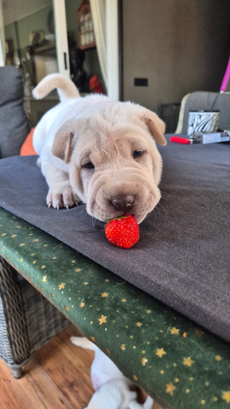 Sharpei pups geboren, Overige rassen, 8 tot 15 weken, Parvo, Meerdere