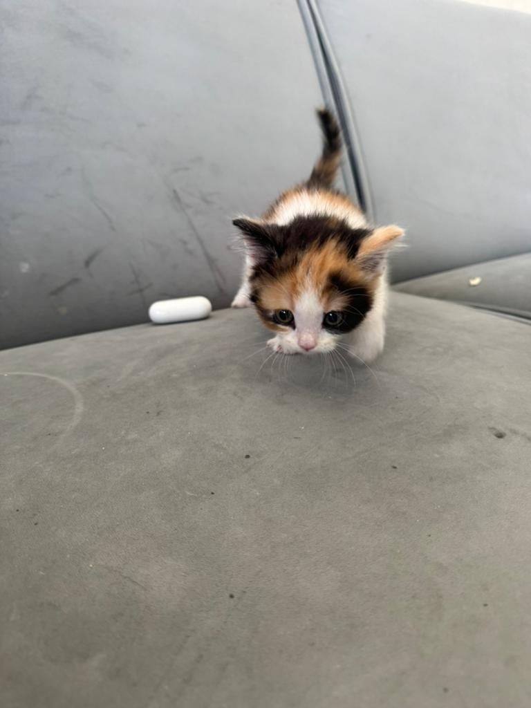 Handopfok kittens zoeken liefdevol thuis, Meerdere dieren, Ontwormd, 0 tot 2 jaar