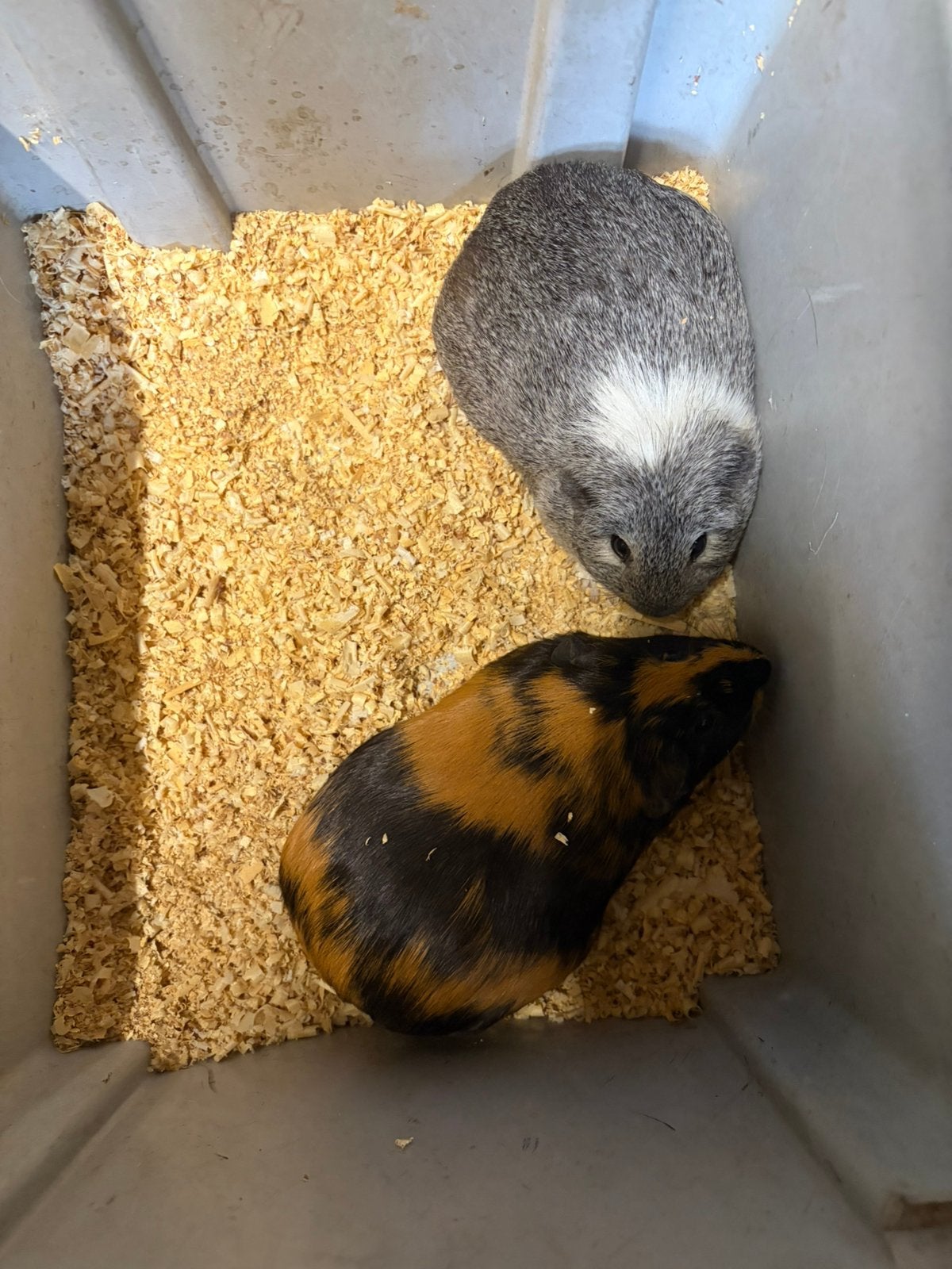 Cavia, Cavia, Augustus, Vrouwelijk, Tam