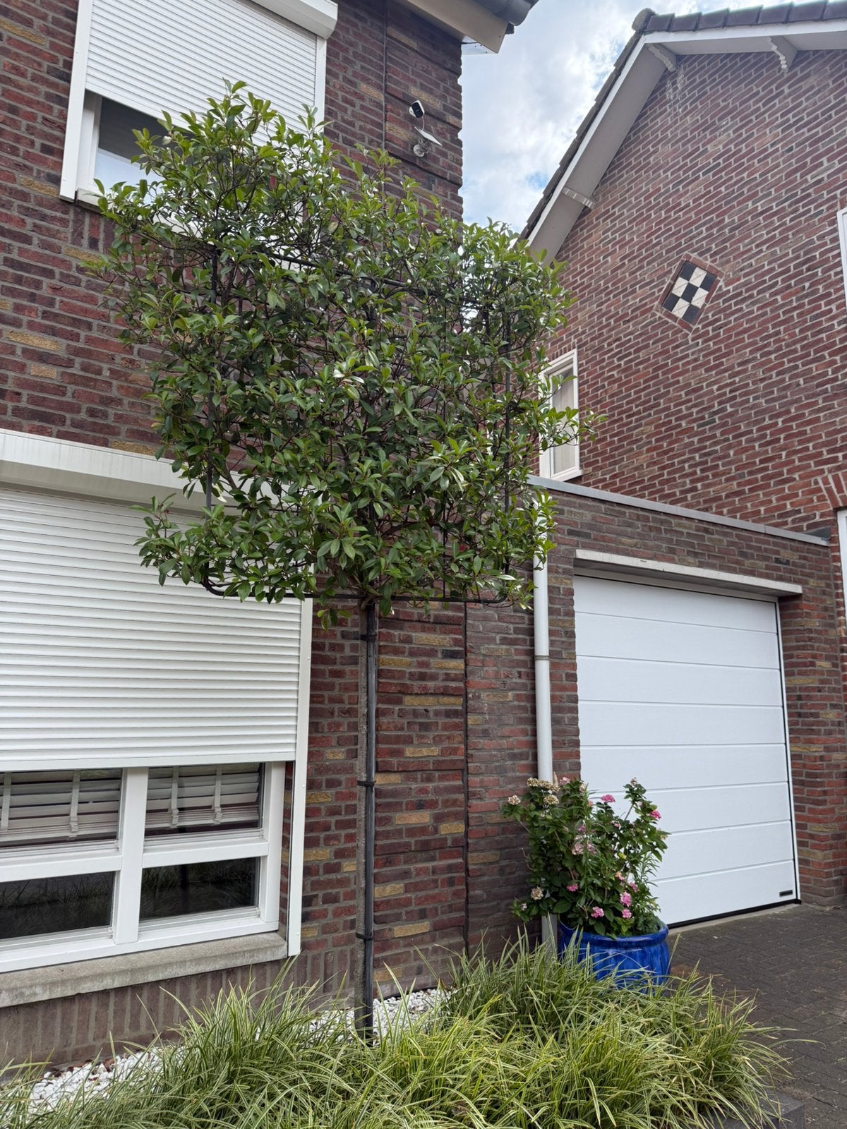 Mooie photinia boom, Tuin en Terras, Planten | Bomen, Ophalen, Bloeit niet, Volle zon, Overige soorten