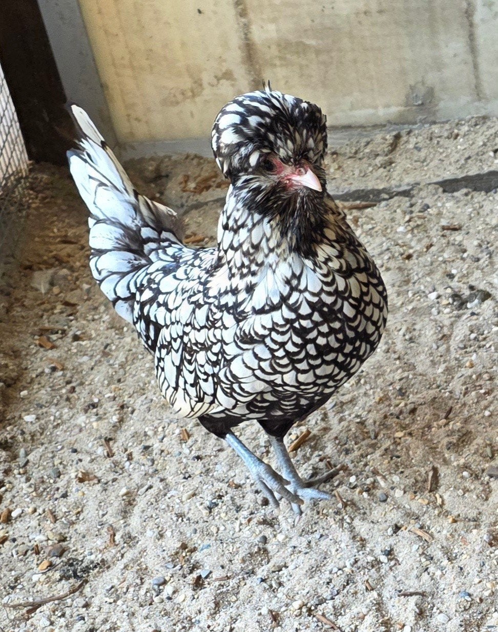padua kuikens te koop ongesext krulveer en gladveer, Meerdere dieren, Kip