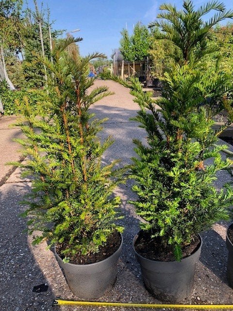 Taxus baccata, zeer geschikt voor een haag., Tuin en Terras, Planten | Struiken en Hagen, Ophalen, Taxus, Haag, Minder dan 100 cm