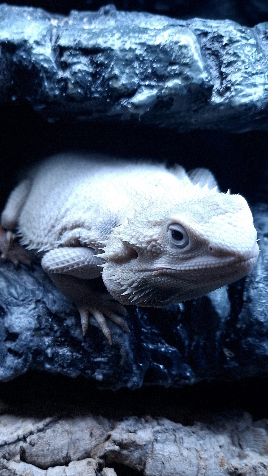 Zero Hypo Trans vrouw 1 jaar baardagaam Bearded Dragon - female for sale from Design Dragons