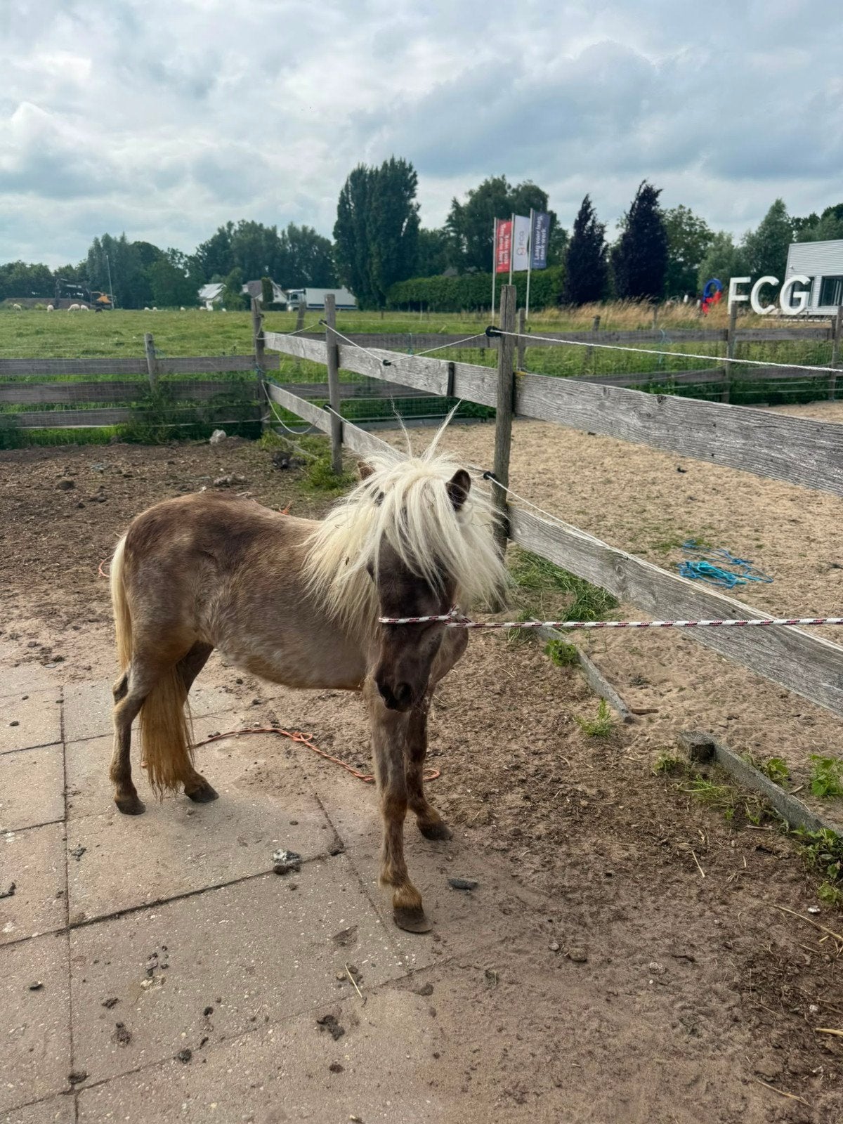 Zilver appel merrie veulen, Merrie, A pony (tot 1.17m), 0 tot 2 jaar