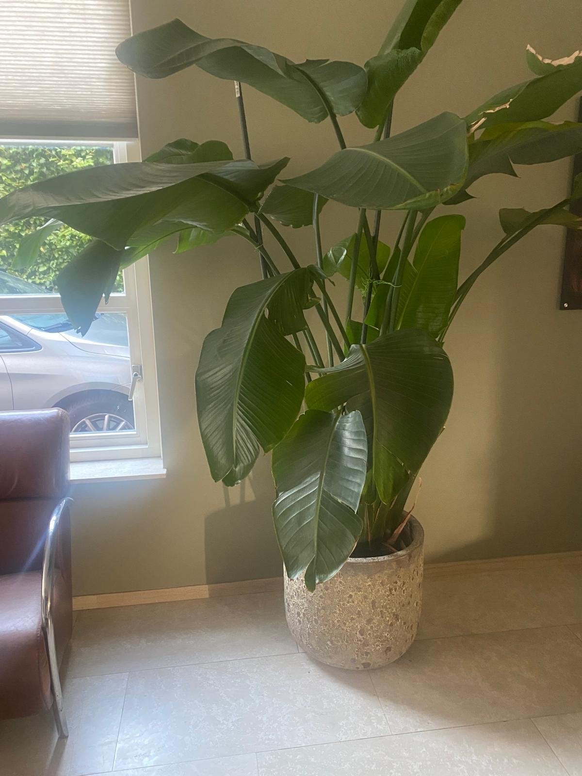 Strelitzia inclusief pot, 2 meter hoog, Ophalen, In pot, Halfschaduw, 200 cm of meer
