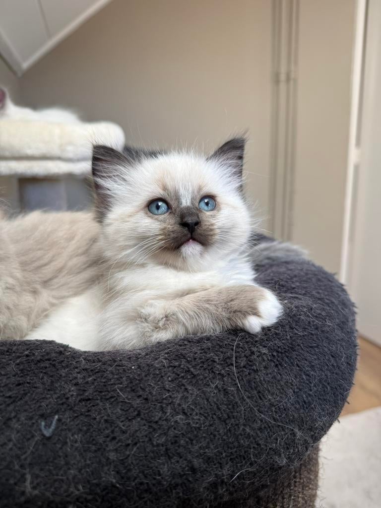Seal point mitted ragdoll kitten, Dieren en Toebehoren, Katten en Kittens | Raskatten | Langhaar, Meerdere dieren, Gechipt, 0 tot 2 jaar