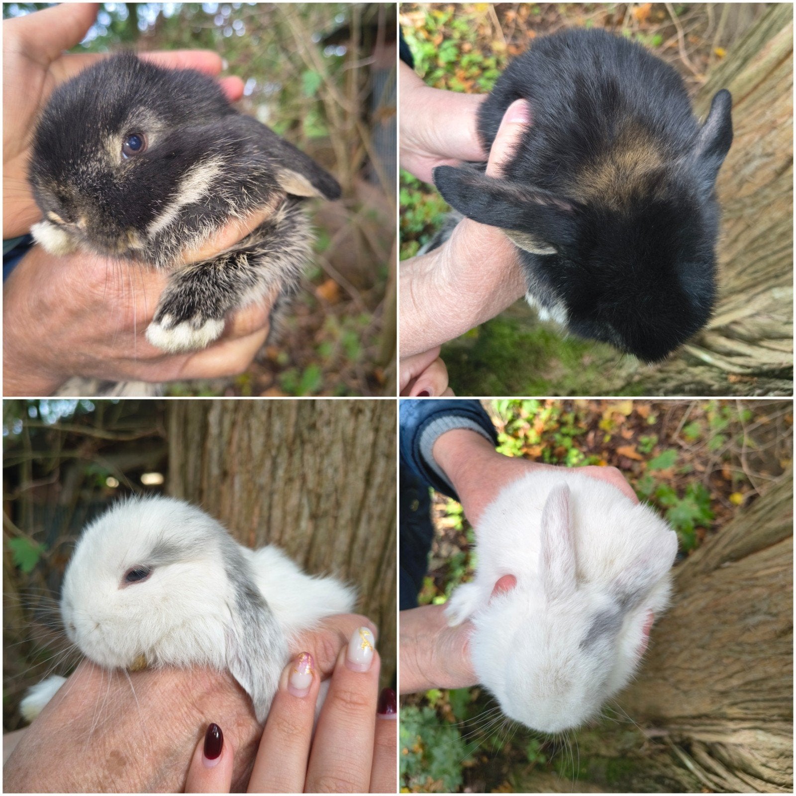 prachtig baby duo NHD dwergkonijn tjes, Meerdere dieren, Dwerg, Hangoor, 0 tot 2 jaar