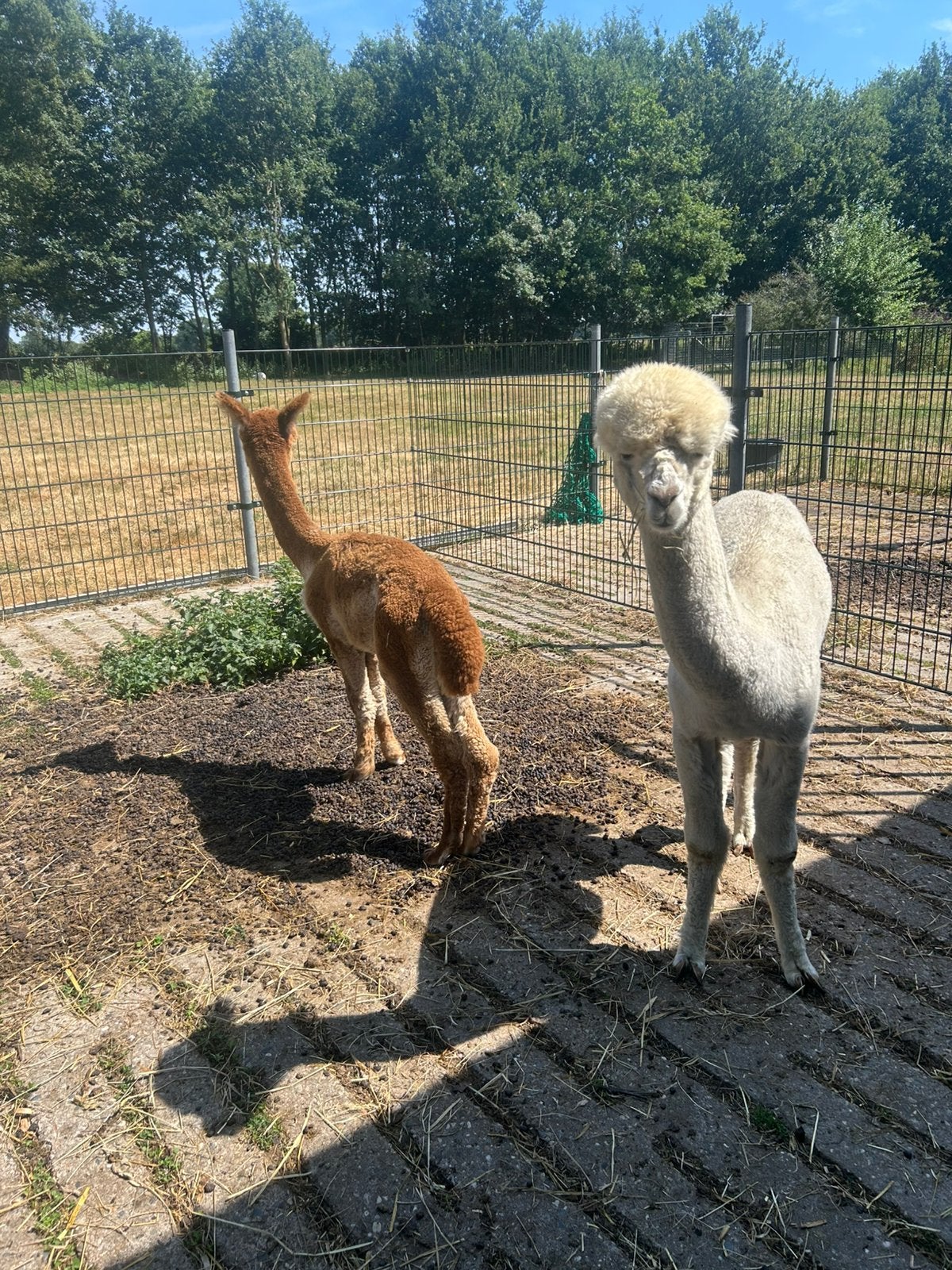 Alpaca hengstje, Oktober, Mannelijk