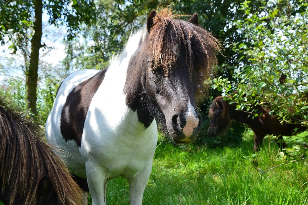 diverse shetlanders merrie bont, zwart , jaarling appaloosa, Dieren en Toebehoren, Pony's, Gechipt, Niet van toepassing, 0 tot 2 jaar