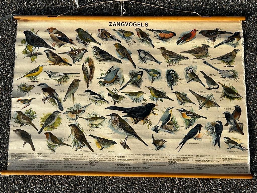 Zangvogels, Ophalen of Verzenden, Natuur en Biologie