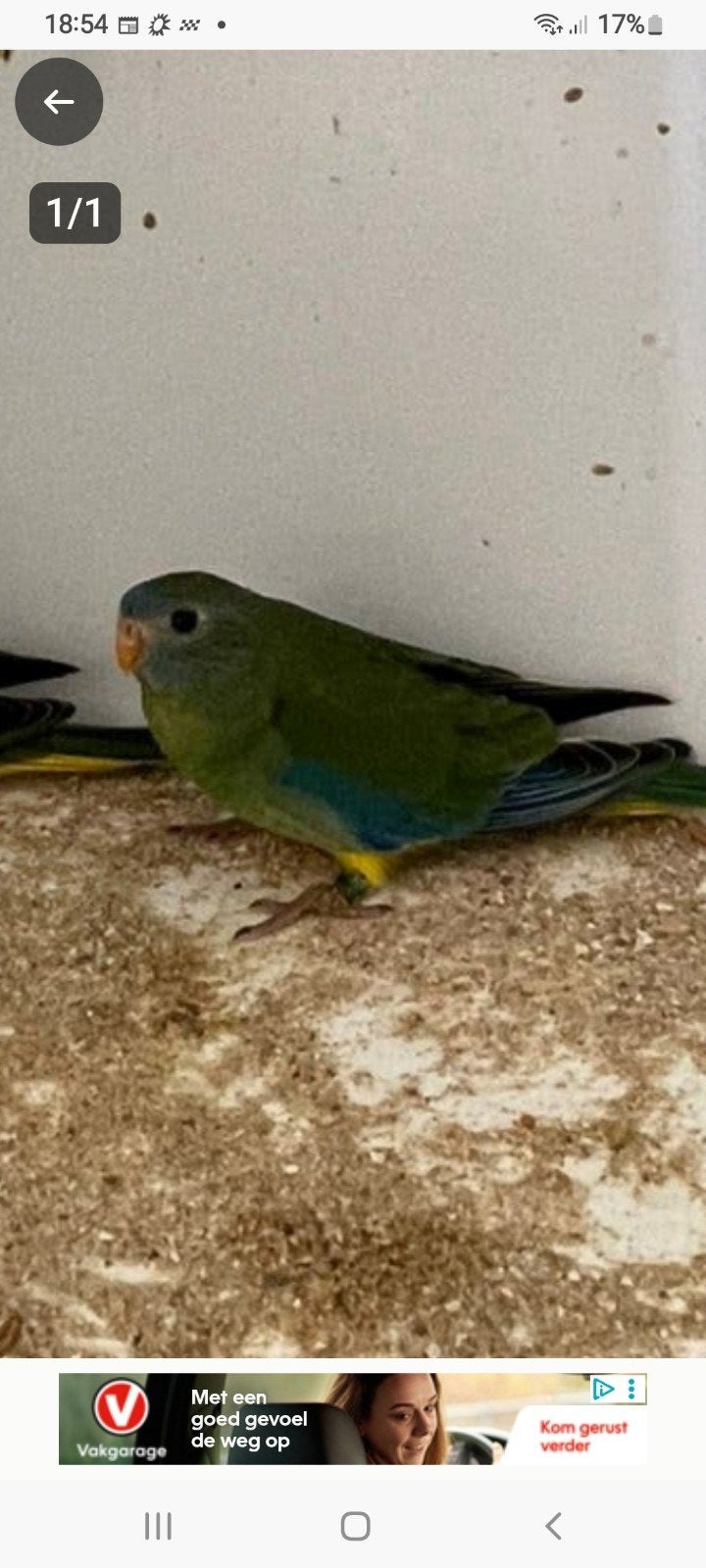 twee turquoise parkieten wild kleur poppen., Dieren en Toebehoren, Vrouwelijk, Parkiet