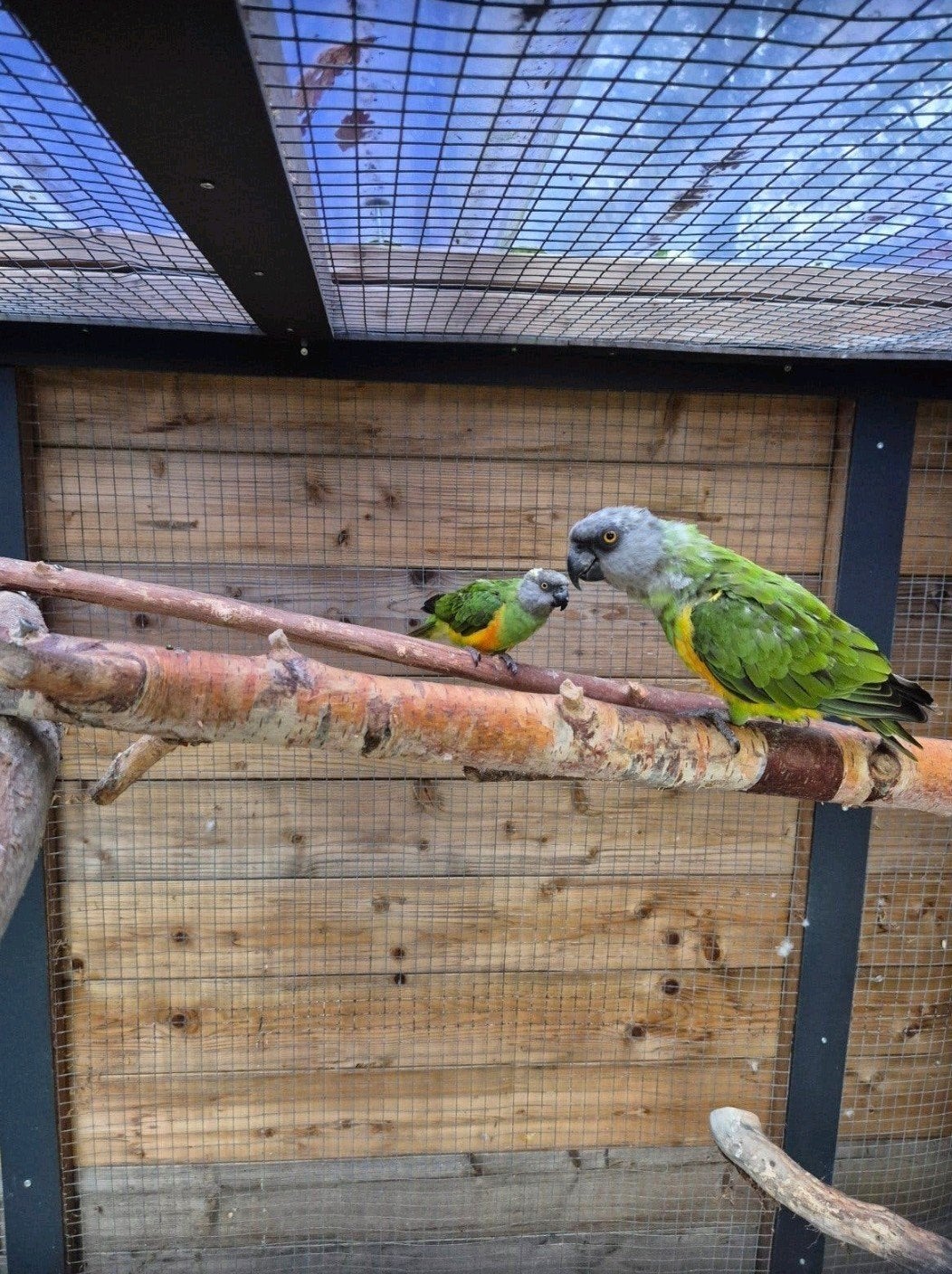 koppel bonteboeren, Meerdere dieren, Parkiet, Geringd