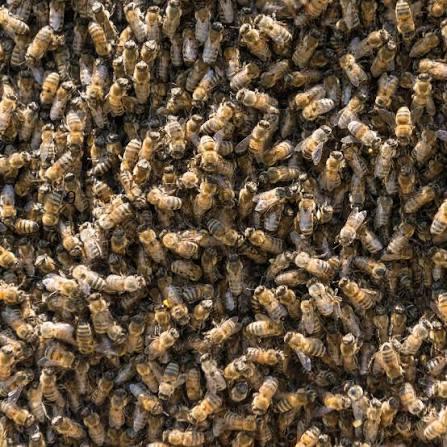 Gezocht!! Bijenvolk in de buurt van Amersfoort, Dieren en Toebehoren, Overige Dieren, April, Meerdere dieren