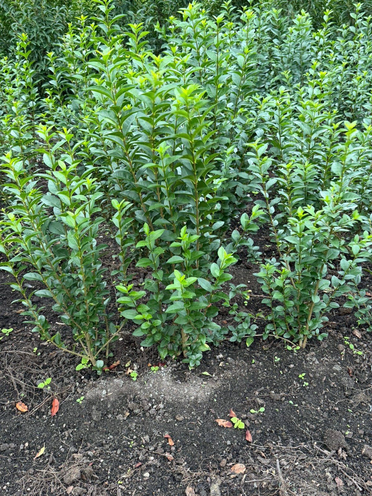 Ligustrum groenblijvende liguster ovalifolium, Ophalen, Liguster, Minder dan 100 cm
