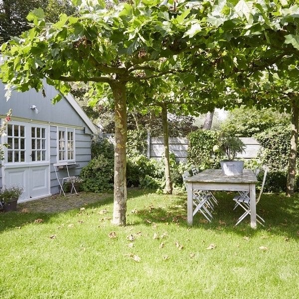 GEZOCHT: 2 Dakplatanen, stamhoogte minimaal 250 cm, Tuin en Terras, Planten | Bomen, Bloeit niet, Dakboom, 250 tot 400 cm, Ophalen