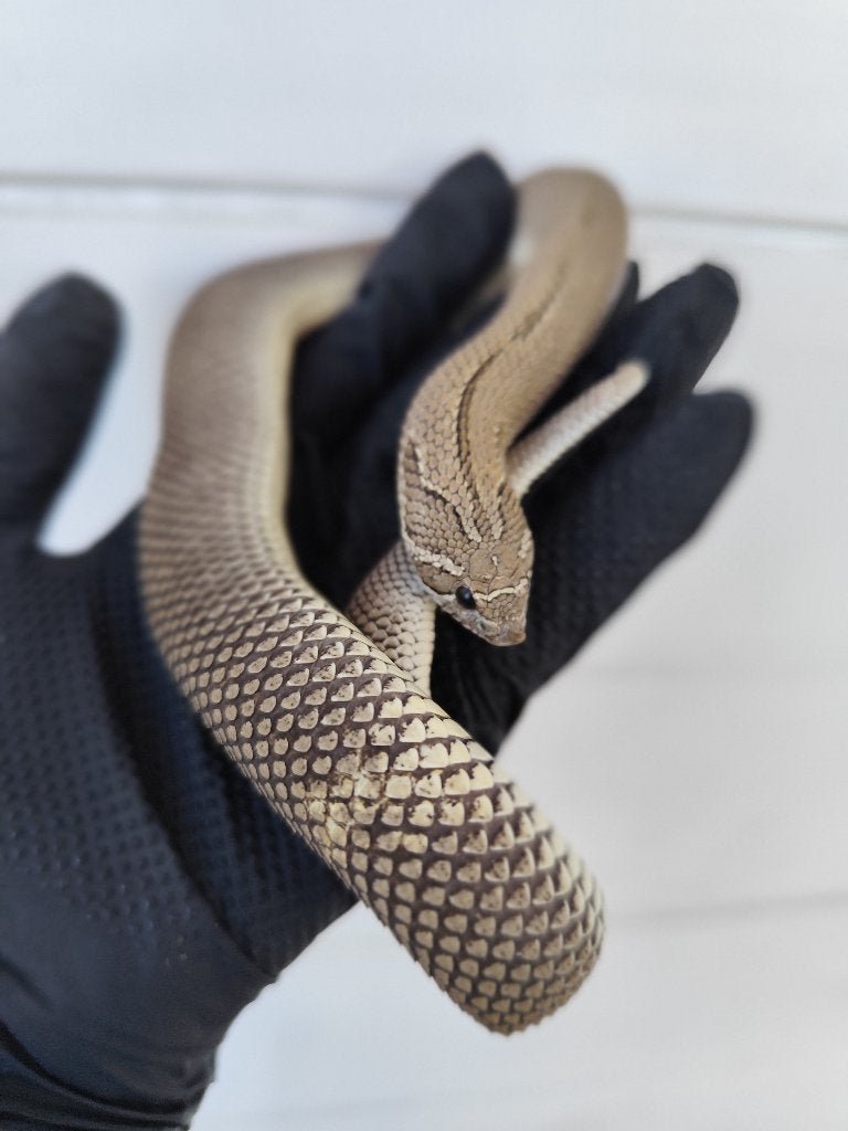 0.1 Axanthic superconda het snow - Heterodon nasicus, Dieren en Toebehoren, Slang, Tam, 0 tot 2 jaar