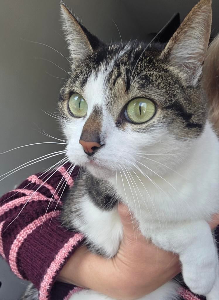 Op zoek naar een fijn (buiten) huisje!, Dieren en Toebehoren, Katten en Kittens | Overige Katten, Poes