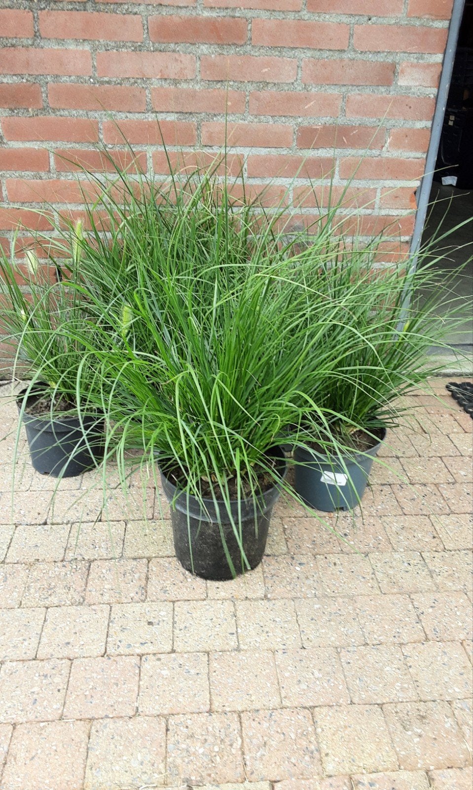 lampenpoetsersgras, Tuin en Terras, Planten | Tuinplanten, Ophalen, Overige soorten, Volle zon