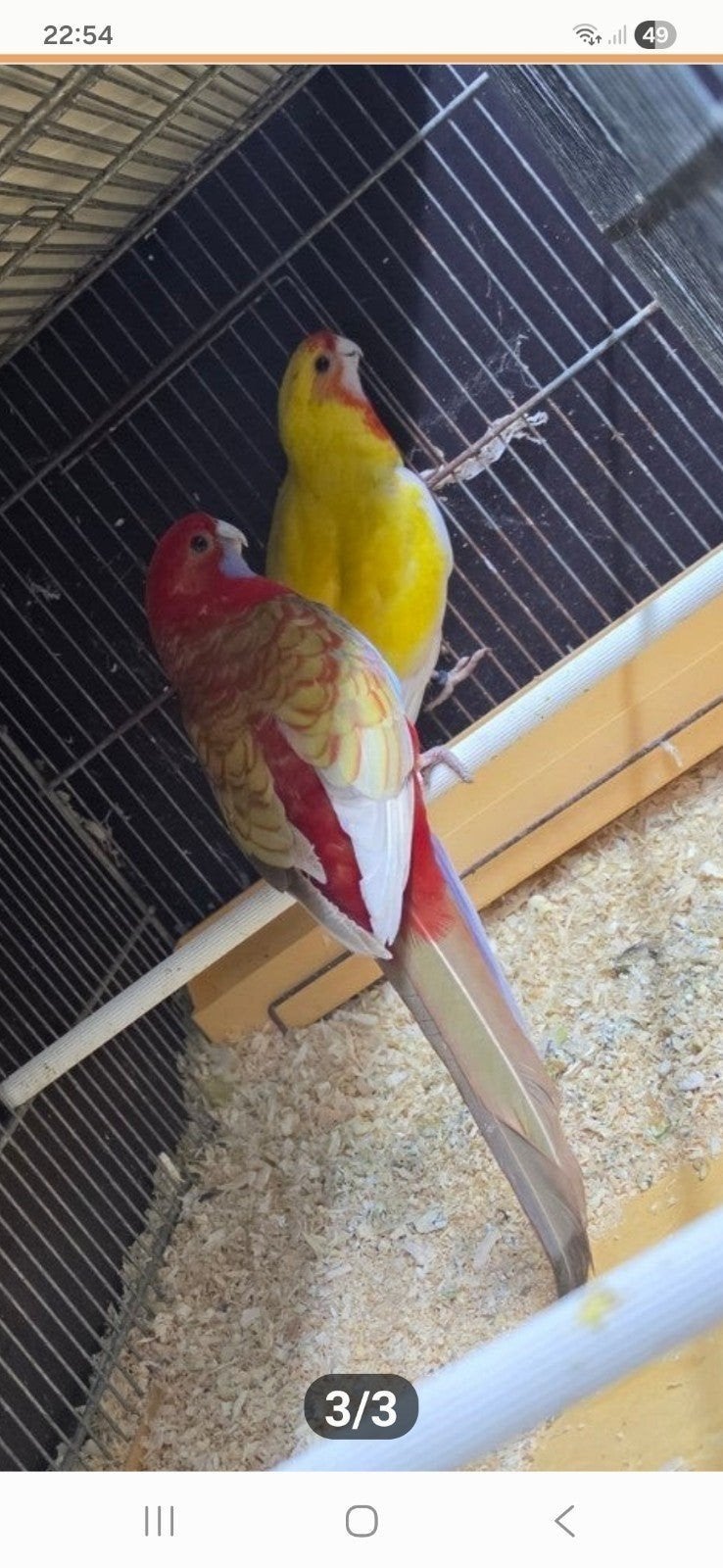 Koppel pennant rosella's, Dieren en Toebehoren, Vogels | Parkieten en Papegaaien, Meerdere dieren, Parkiet, Geringd