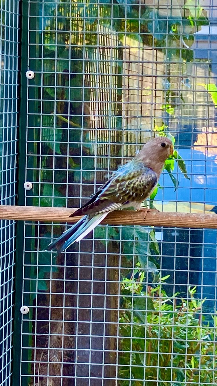 Bourke man opaline  , blauw selectie, Mannelijk, Parkiet