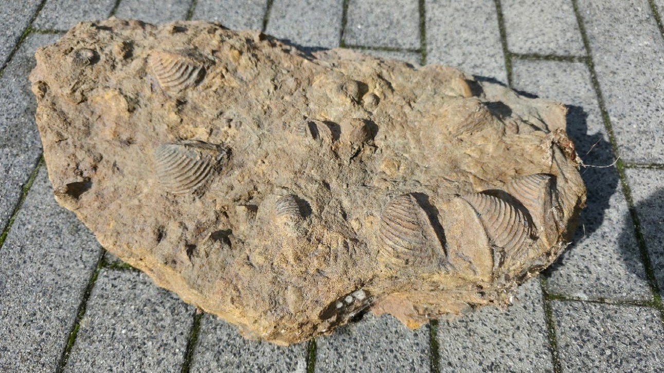 Fossiel met meerdere schelpen, Verzamelen, Mineralen en Fossielen, Ophalen, Fossiel