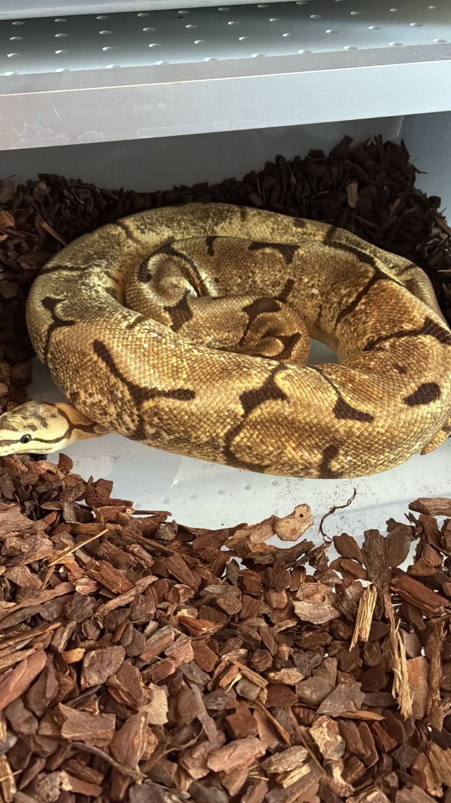 Ballpython (koningspython) Ball Python - unknown for sale from manouk van Oeveren